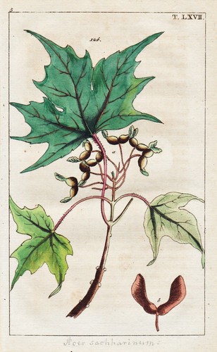 Acer zucchero acero sciroppo - zucchero-acero,